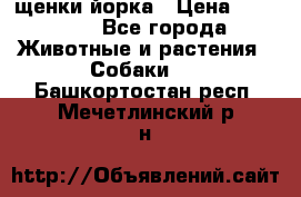 щенки йорка › Цена ­ 15 000 - Все города Животные и растения » Собаки   . Башкортостан респ.,Мечетлинский р-н